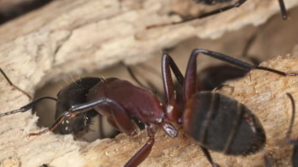 closeup of carpenter ants on wood
