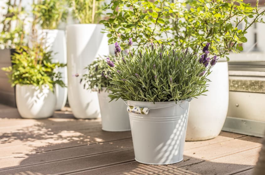 Jolies plantes aromatiques dans des pots blancs de différents formats sur une terrasse