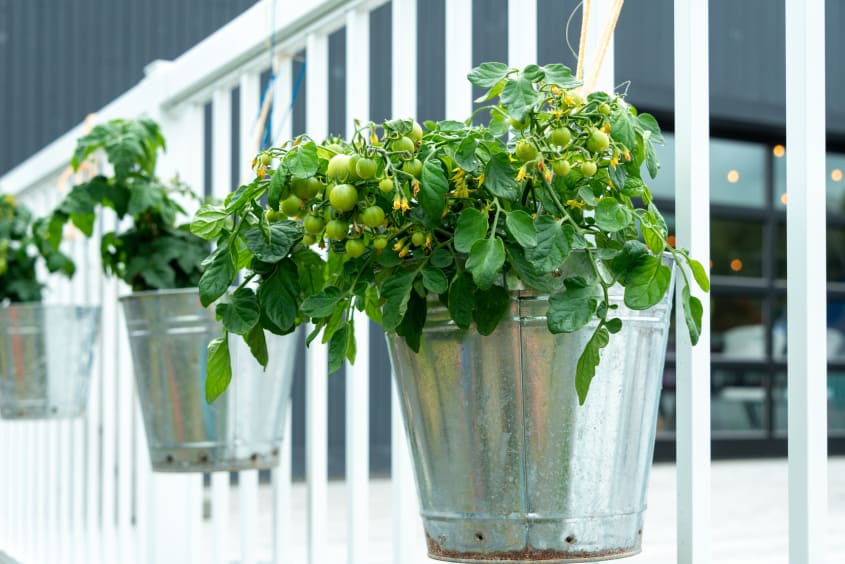 White deck railing with hanging tomato plants in metal flower pots
