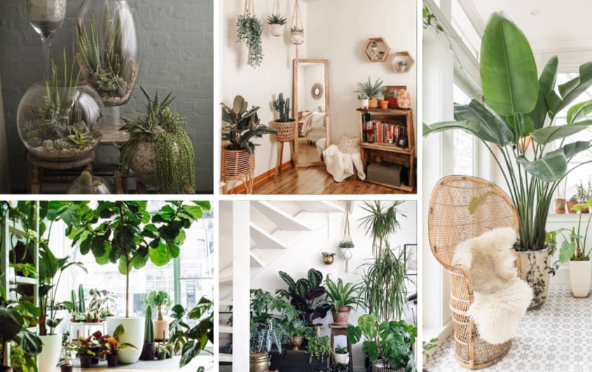 How do you style a room with plants