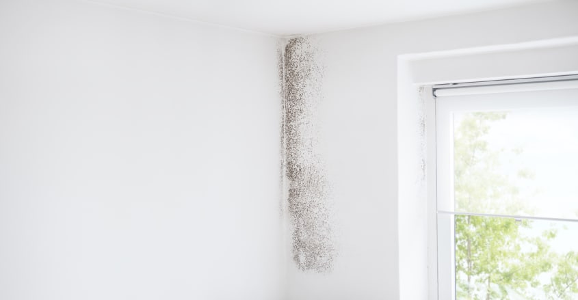 Fenêtre et mur avec taches de moisissure grise